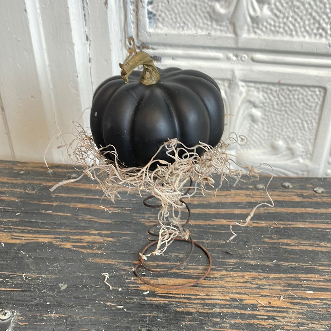 Black pumpkin on spring